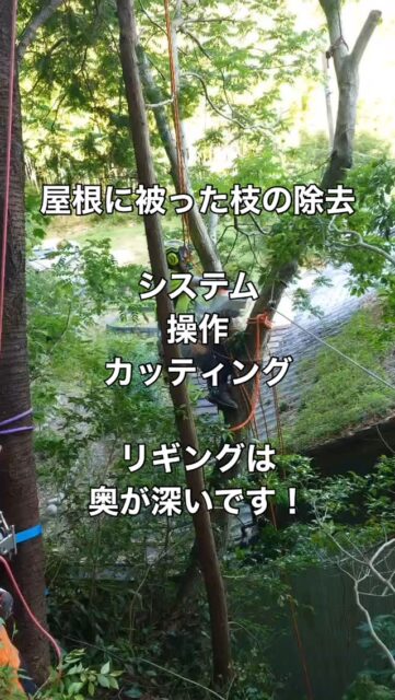 スタティックリギング
#林業
#環境共存型林業
#環境保全
#地域貢献
#森づくり
#伐採
#特殊伐採
#コンタクトクライマー
#旅するツリークライマー
#間伐
#剪定
#草刈り
#チェーンソー
#草刈機
#木こり
#森と海をつなぐ 
#三重県
#菰野町
#いなべ市