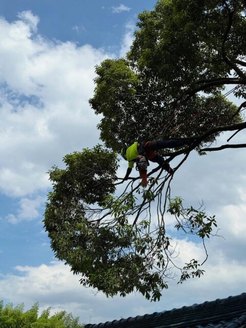 台風や強風で枝が折れて何度も屋根を破壊されたり、
落ち葉問題等でお困りのお客様からのご依頼で、
カシを屋根より低く強剪定させて頂きました。
台風が来る前に施工してほしいとご希望があったので
急遽施工させて頂きました。
施工期間中は時間が許す限り、
現場の掃除や、竹藪のお手入れをさせて頂き
お客様からは何度も感謝のお言葉を頂きました。
この仕事をしていて良かったなーと
改めて考えさせられた現場でした。
ありがとうございました。
#林業
#環境保全
#地域貢献
#森づくり
#伐採
#特殊伐採
#旅するツリークライマー
#間伐
#剪定
#草刈り
#チェーンソー
#草刈機
#木こり
#三重県
#菰野町
#いなべ市