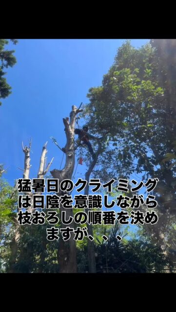 猛暑日のクライミング
#林業
#環境共存型林業
#環境保全
#地域貢献
#森づくり
#伐採
#特殊伐採
#コンタクトクライマー
#旅するツリークライマー
#間伐
#剪定
#草刈り
#チェーンソー
#草刈機
#木こり
#森と海をつなぐ 
#三重県
#菰野町
#いなべ市