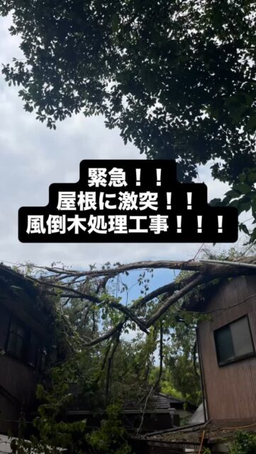 緊急伐採!!全国対応可能です。
木で困っている方を助けたいSEAFOREST 
#林業
#環境共存型林業
#環境保全
#地域貢献
#森づくり
#伐採
#特殊伐採
#コンタクトクライマー
#旅するツリークライマー
#間伐
#剪定
#草刈り
#チェーンソー
#草刈機
#木こり
#森と海をつなぐ 
#三重県
#菰野町
#いなべ市