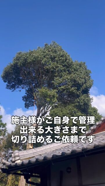 施主様がDIYて高木を管理されていましたが、高くなりすぎてご自身では危険と感じ、管理出来る安全な高さまで切り詰めて欲しいという依頼でした。
自然環境と人の生活の折り合いの付け方は難しいですが、なるべく木を残す選択をさせて頂きました。
#林業
#環境共存型林業
#環境保全
#地域貢献
#森づくり
#伐採
#特殊伐採
#コンタクトクライマー
#旅するツリークライマー
#間伐
#剪定
#草刈り
#チェーンソー
#草刈機
#木こり
#森と海をつなぐ 
#三重県
#菰野町
#いなべ市
三重県の特殊伐採/空師のSEAFOREST です。