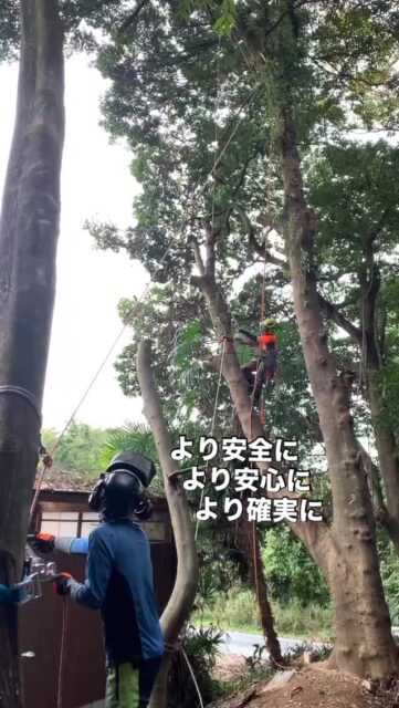 スタティックリギング
家屋に傾いている木はより慎重に
#環境保全
#森づくり
#伐採
#特殊伐採
#コンタクトクライマー
#旅するツリークライマー
#チェーンソー
#木こり
#森と海をつなぐ 
#三重県