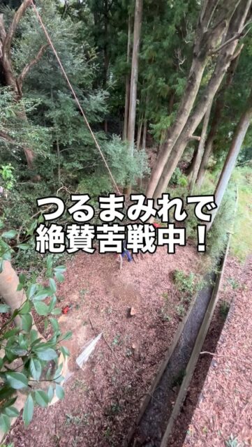 つるまみれで苦戦してますが
焦らずコツコツ!
.
.
.
パワー!!
#環境保全
#森づくり
#伐採
#特殊伐採
#コンタクトクライマー
#旅するツリークライマー
#チェーンソー
#木こり
#森と海をつなぐ 
#三重県