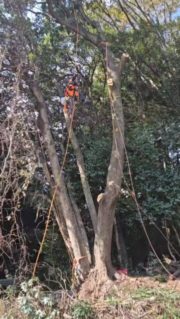 倉庫横の越境木伐採工事

#環境保全
#森づくり
#伐採
#特殊伐採
#コンタクトクライマー
#旅するツリークライマー
#チェーンソー
#木こり
#森と海をつなぐ 
#三重県

@eda.mame555 さん
素材ありがとうございます。

三重県の特殊伐採/空師のSEAFOREST です。