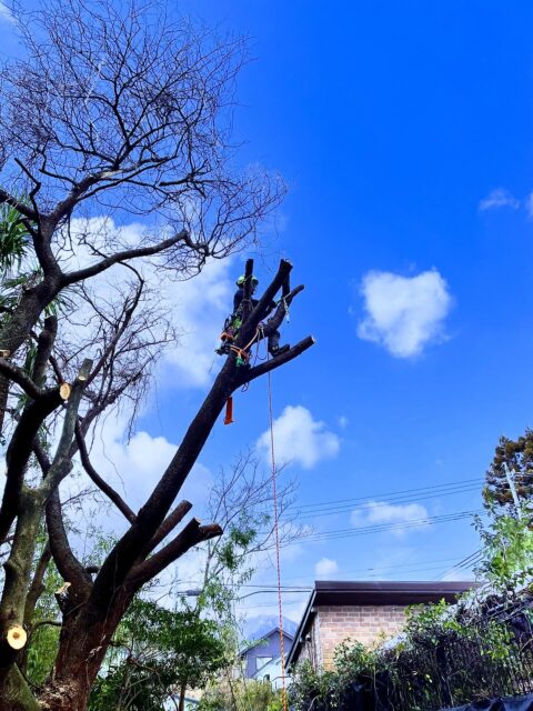 最近独立した同業者の山猫ツリーケアさんとお仕事!
ナイスグランドワーカー!
ありがとうございました😊