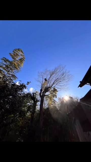 やはりフリーフォールが出来る現場は早い!