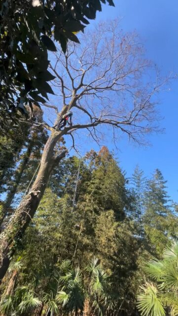 今日はグランドワーカーで枝をこなしまくりました！

クライマーは山猫ツリーケアさんでした。

あざっした😄