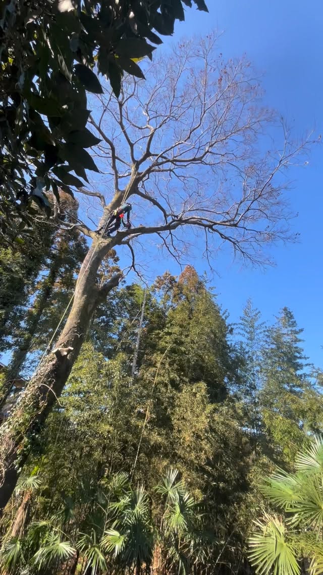 今日はグランドワーカーで枝をこなしまくりました!
クライマーは山猫ツリーケアさんでした。
あざっした😄