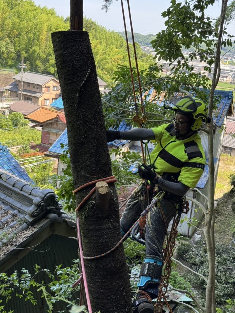 断幹作業で切り詰め