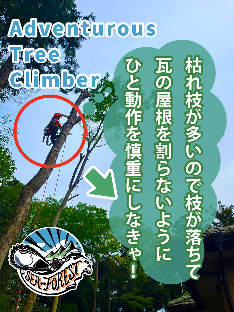 枯れ枝が多いので枝が落ちて瓦の屋根を割らないようにひと動作を慎重にしなきゃ！