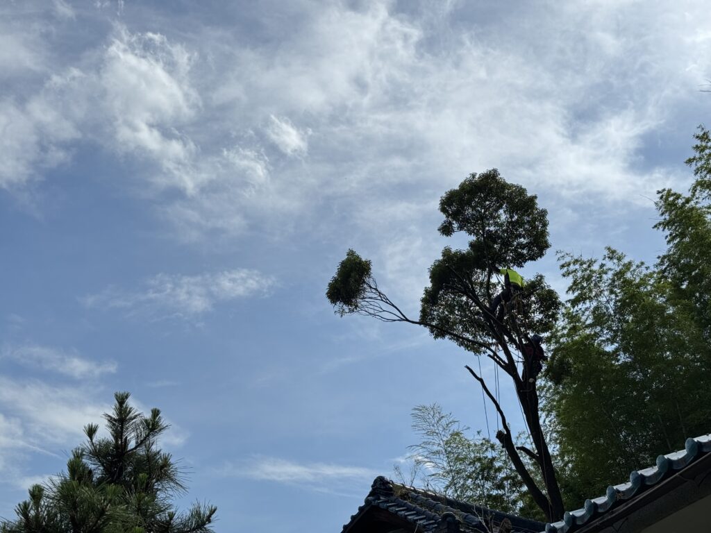 枝一本一本外していきます。