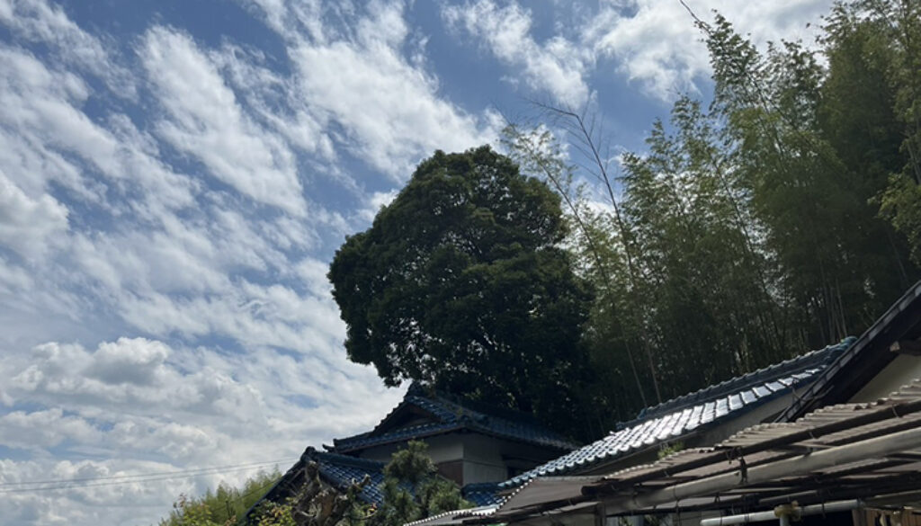 台風が来る前に木の伐採をしたい…