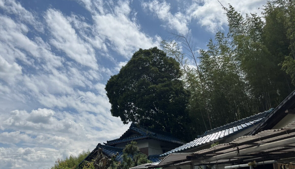 台風が来る前に木の伐採をしたい…