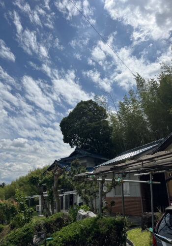 台風が来る前に木の伐採をしたい…