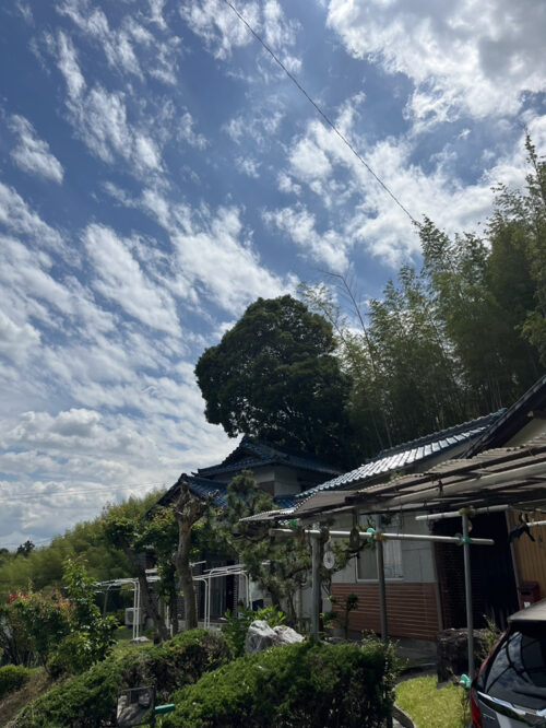 台風が来る前に木の伐採をしたい…