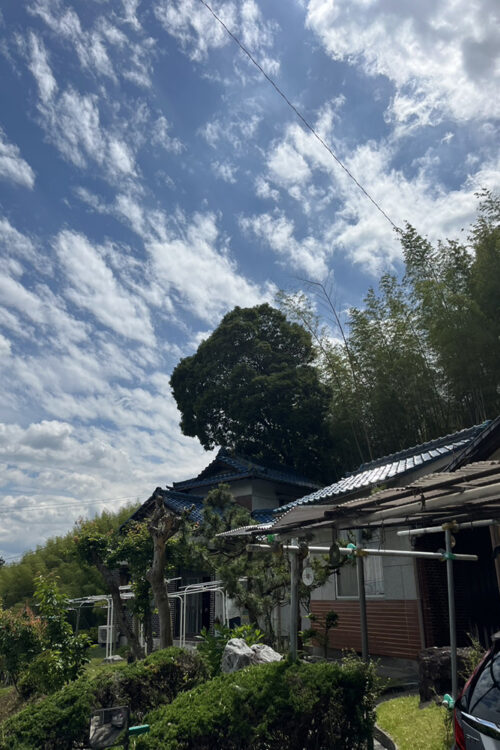 台風が来る前に木の伐採をしたい…