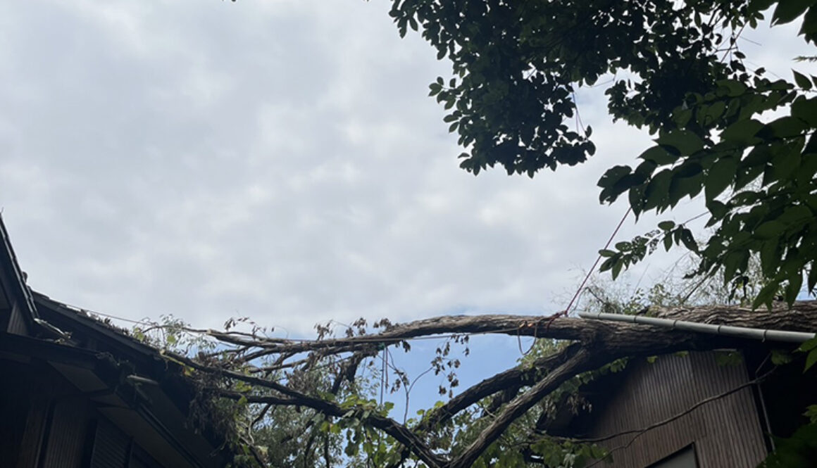 【緊急対応】風倒木緊急伐採