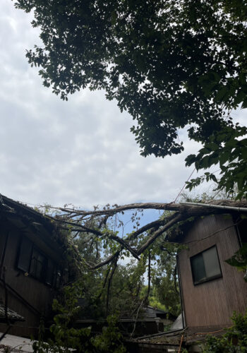 【緊急対応】風倒木緊急伐採