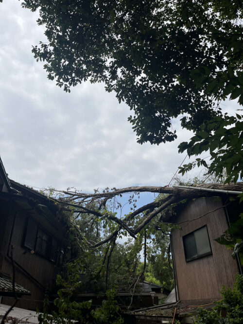 【緊急対応】風倒木緊急伐採