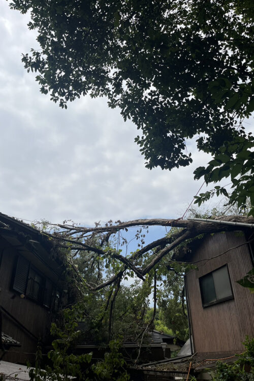【緊急対応】風倒木緊急伐採