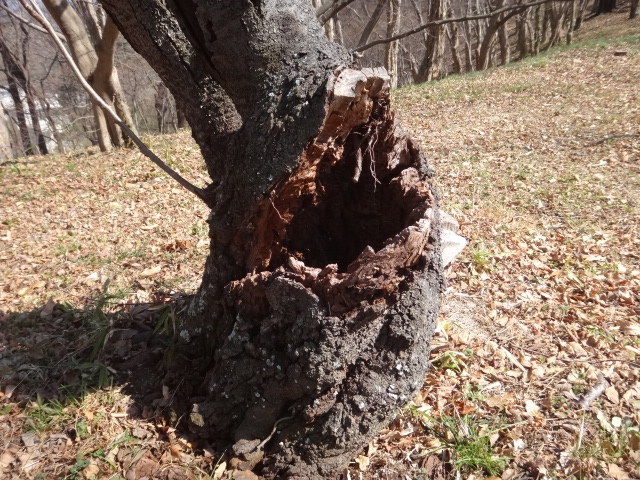 幹や枝に大きなヒビ・割れ、空洞がある