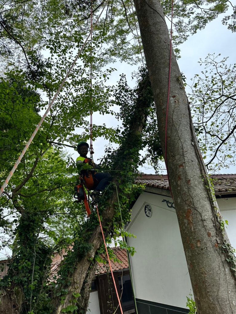 木の状態(枯れ木・腐れ木)