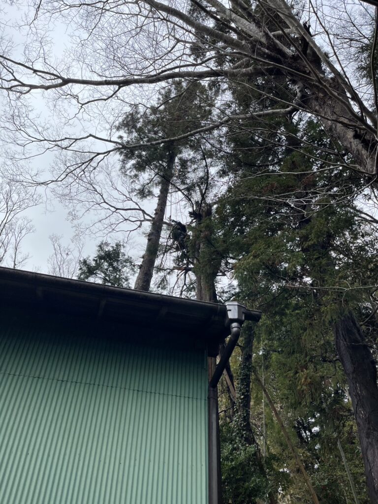 伐採費用はいくら?料金が変わる5つの条件