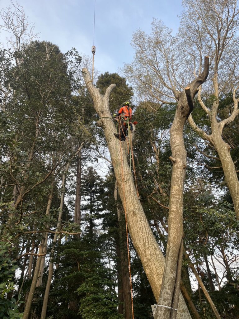 木の大きさ(高さ・太さ)