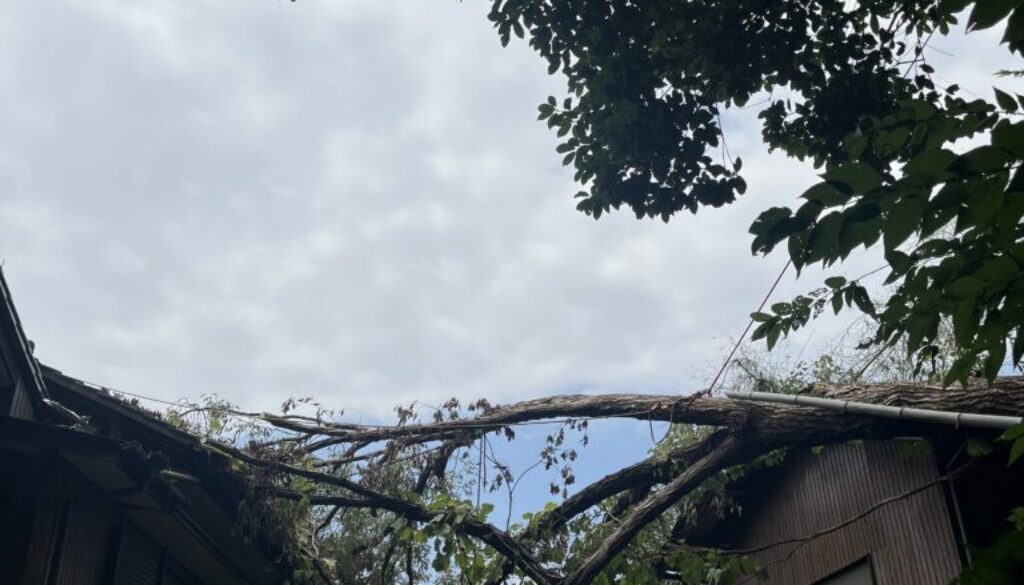 放置すると危険な木！「倒木のサイン」