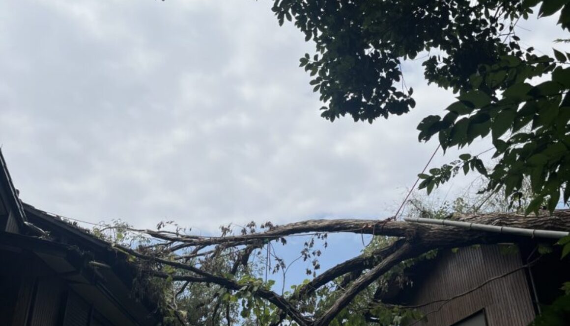 放置すると危険な木！「倒木のサイン」