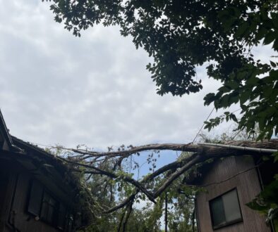 放置すると危険な木！「倒木のサイン」