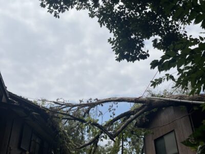 IMG_0779 放置すると危険な木!「倒木のサイン」