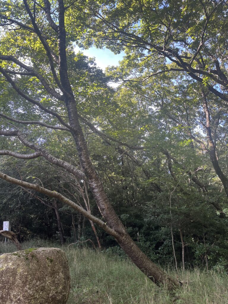 木が大きく傾いている