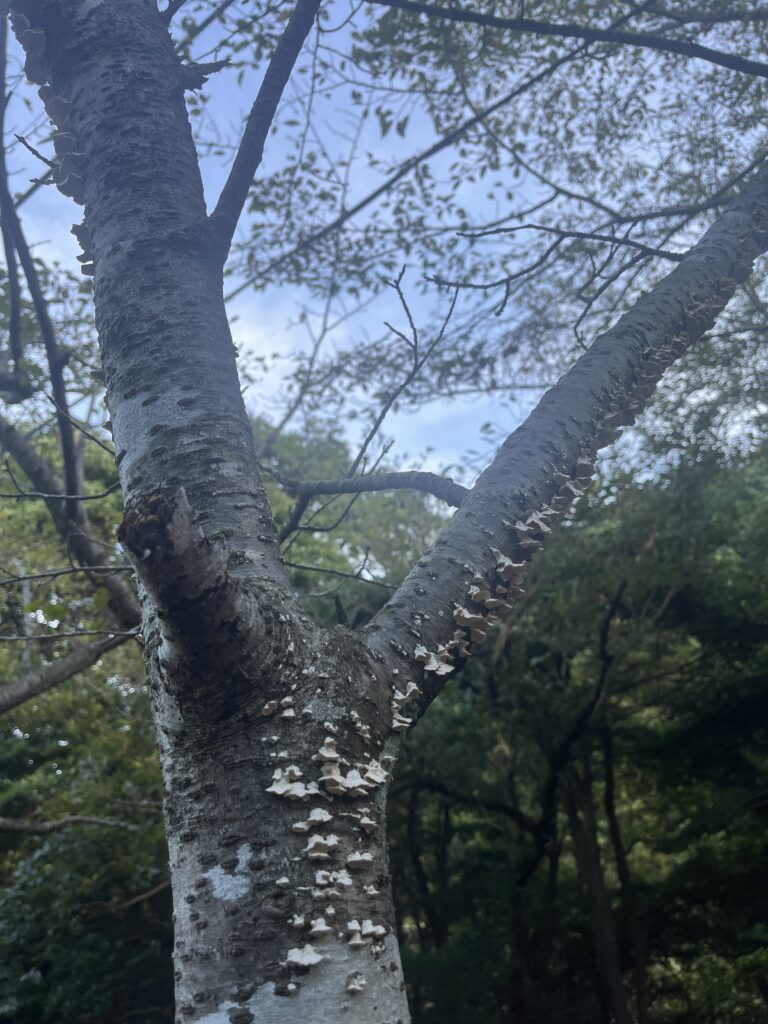 根元が腐っている・キノコが生えている