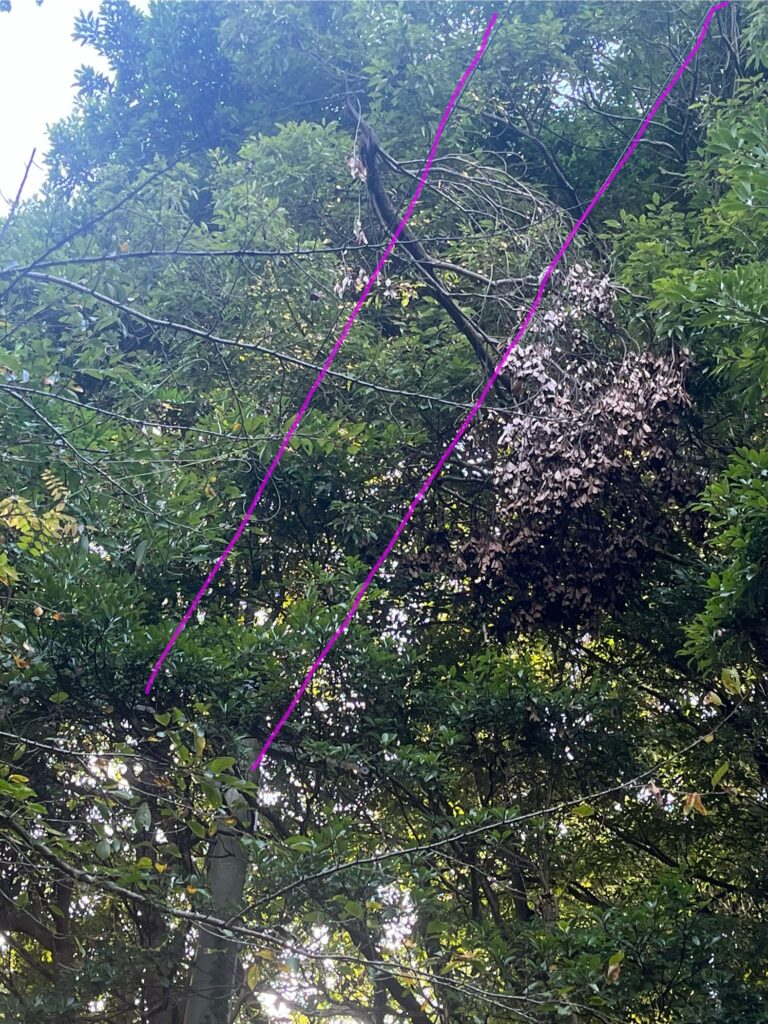 電線や建物に枝が接触している