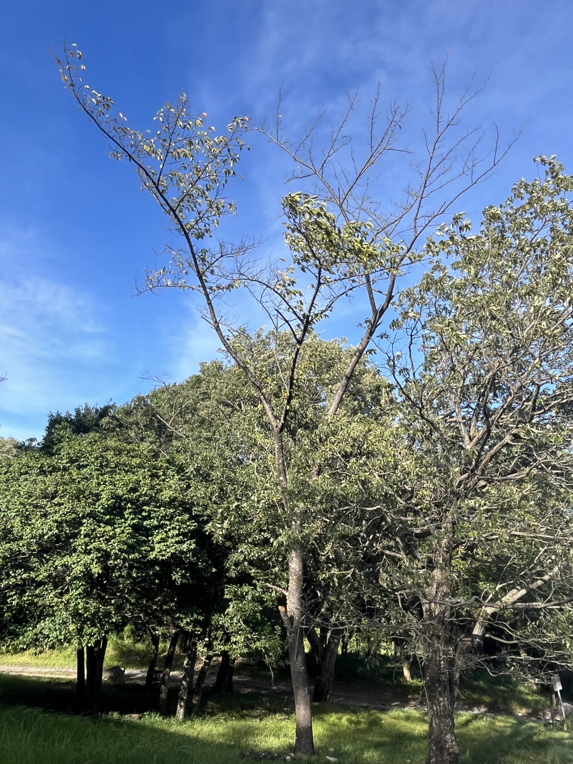 葉が極端に少ない 片側だけ枯れている