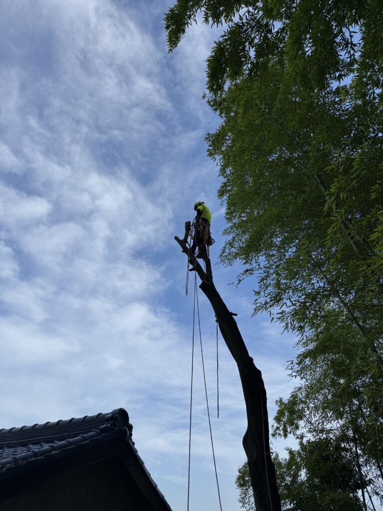 当社では重機が入らない狭い場所での伐採や、緊急対応が得意です。