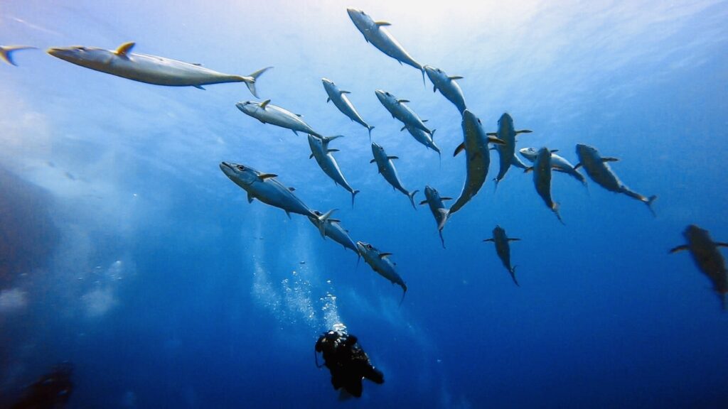 豊かな海は、健全な森から生まれる
