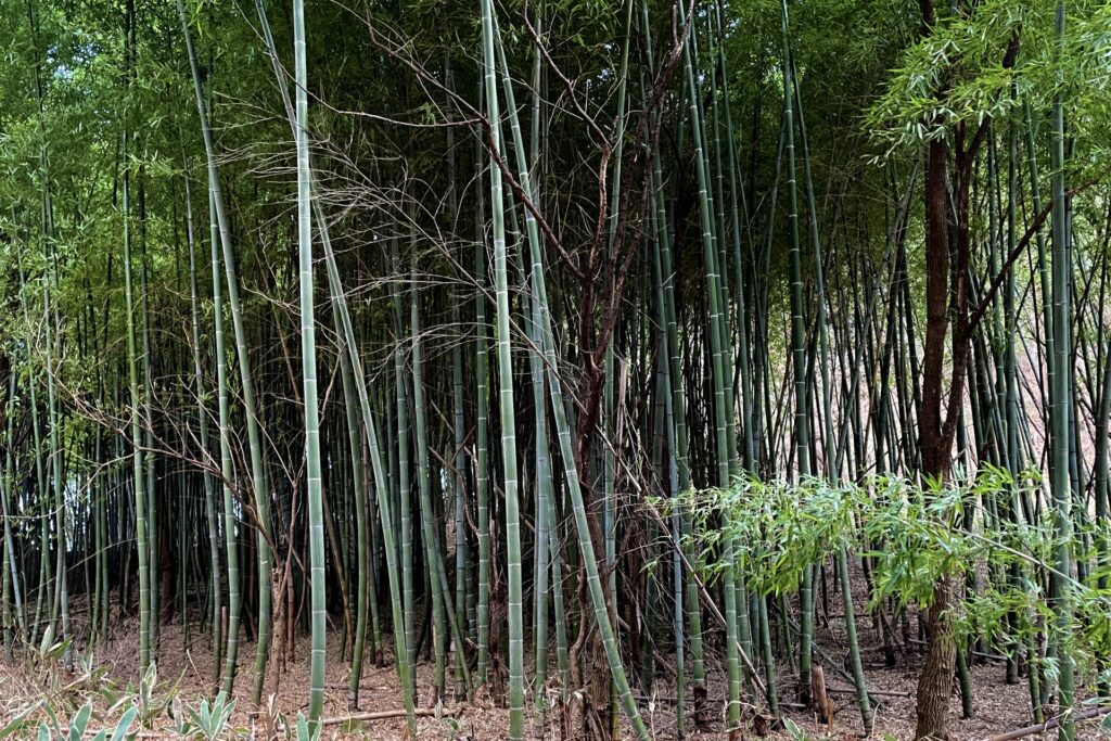 管理が行き届かなくなった放置竹林