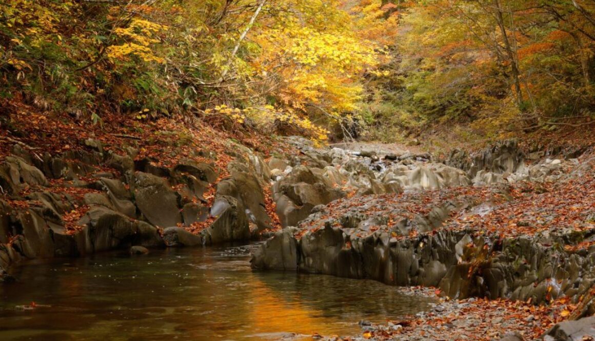 落ち葉のトラブル