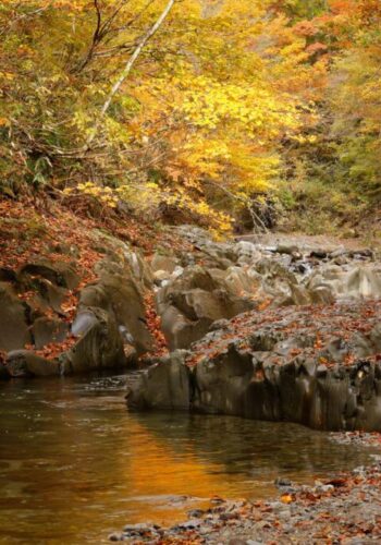 落ち葉のトラブル