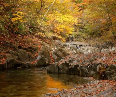 落ち葉のトラブル