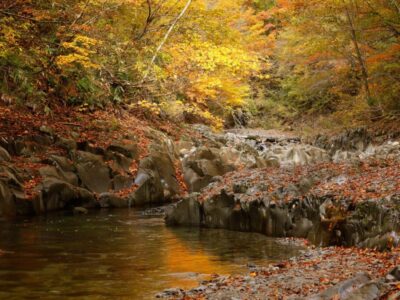 FK+_50A0608_TP_V 落ち葉のトラブル