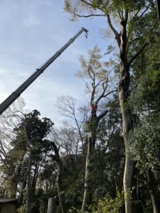 クレーンを使用した伐採