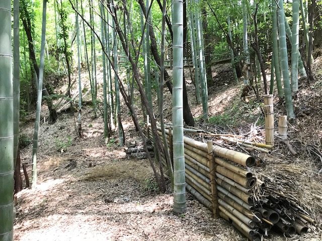 SEAFORESTの低コスト竹林整備の提案