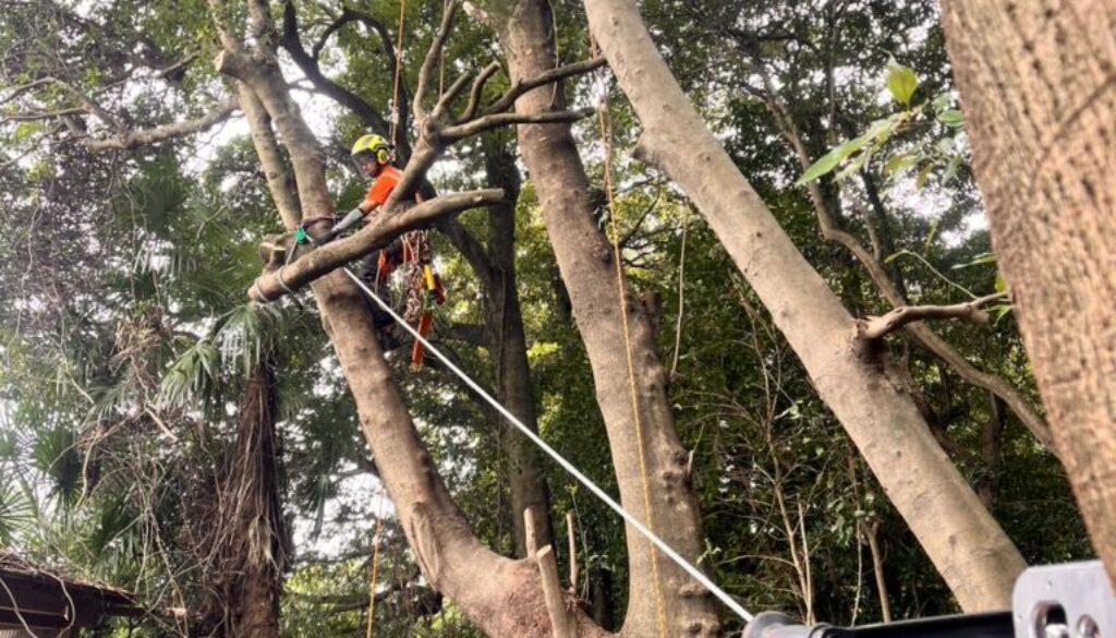 樹上作業に関わる専門講習の取得が大事