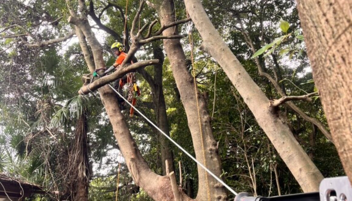 樹上作業に関わる専門講習の取得が大事