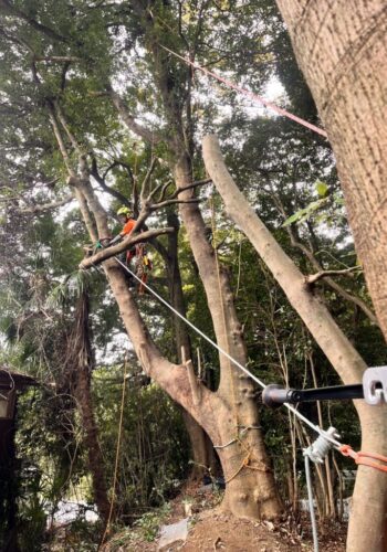 樹上作業に関わる専門講習の取得が大事