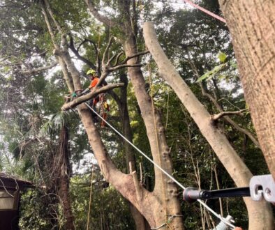 樹上作業に関わる専門講習の取得が大事