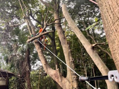 樹上作業に関わる専門講習の取得が大事